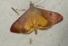 Uresiphita gilvata